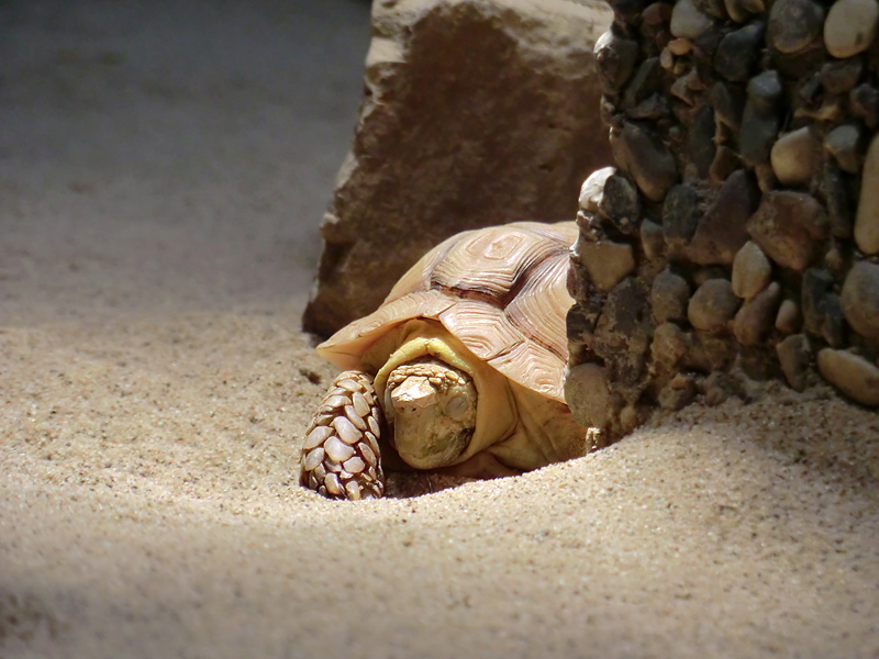 Areolen-Flachschildkröte im Zoo Wuppertal im Februar 2012