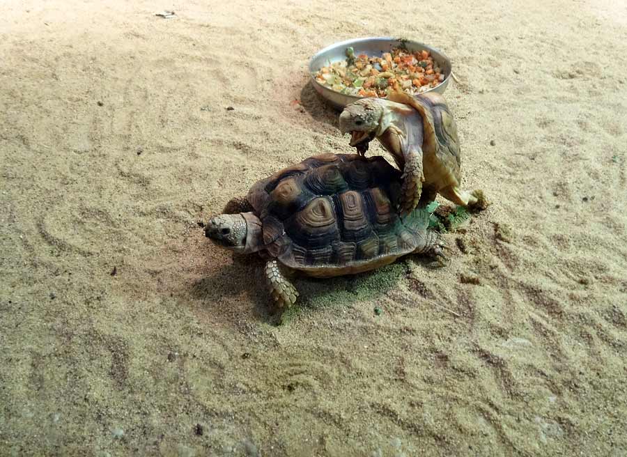 Paarung der Areolen-Flachschildkröten im Zoologischen Garten Wuppertal im Mai 2015