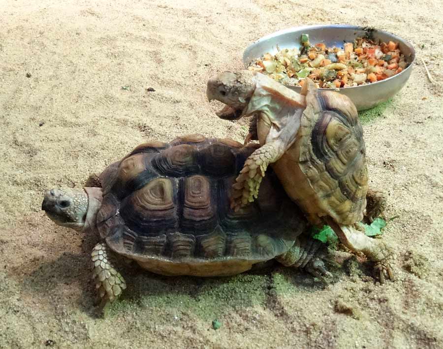 Paarung der Areolen-Flachschildkröten im Grünen Zoo Wuppertal im Mai 2015