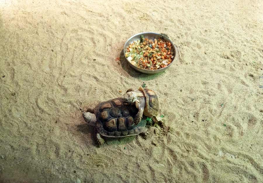 Paarung der Areolen-Flachschildkröten im Wuppertaler Zoo im Mai 2015