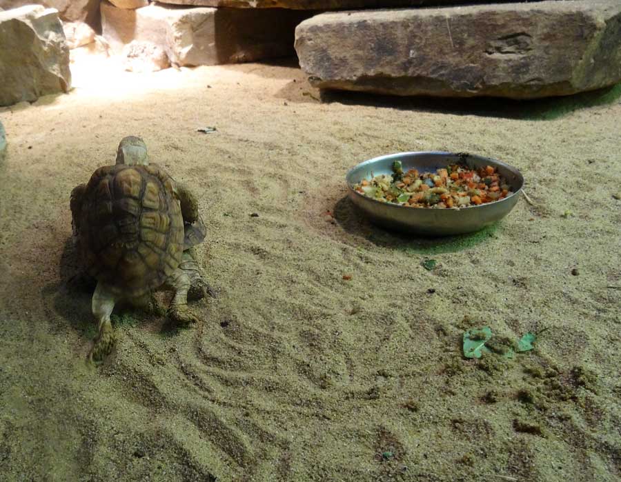 Paarung der Areolen-Flachschildkröten im Zoologischen Garten Wuppertal im Mai 2015