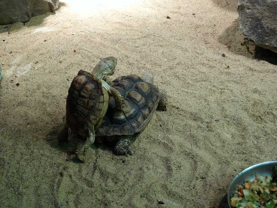 Paarung der Areolen-Flachschildkröten im Grünen Zoo Wuppertal im Mai 2015