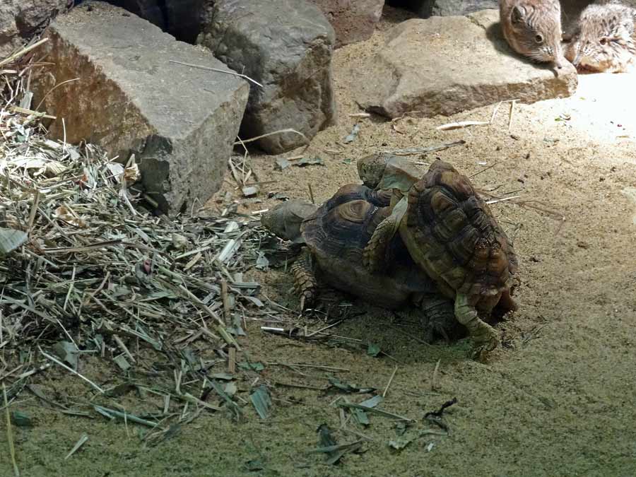 Paarung der Areolen-Flachschildkröten im Wuppertaler Zoo im Mai 2015