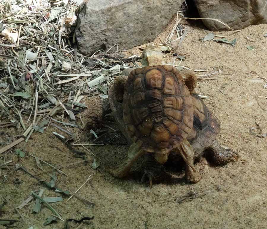 Paarung der Areolen-Flachschildkröten im Zoo Wuppertal im Mai 2015