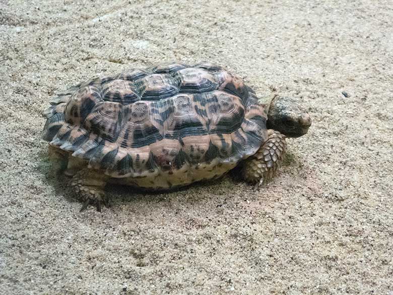 Gesägte Flachschildkröte am 3. November 2018 im Schau-Terrarium im Großkatzenhaus im Grünen Zoo Wuppertal