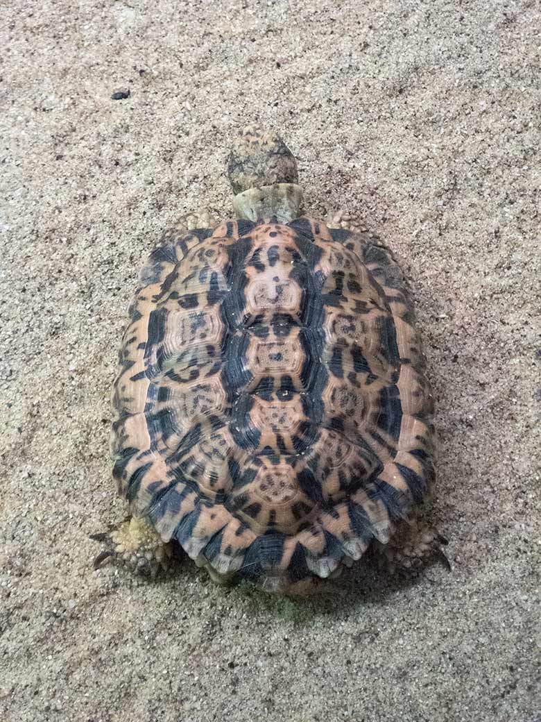 Gesägte Flachschildkröte am 3. November 2018 im Schau-Terrarium im Großkatzenhaus im Zoo Wuppertal