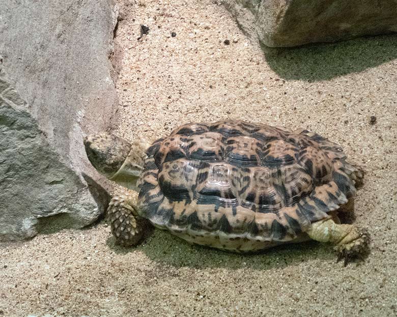 Gesägte Flachschildkröte am 3. November 2018 im Schau-Terrarium im Großkatzenhaus im Zoologischen Garten Wuppertal