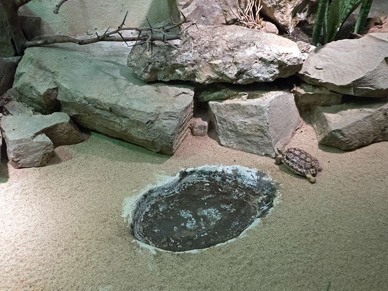 Gesägte Flachschildkröte am 3. November 2018 im Schau-Terrarium im Großkatzenhaus im Wuppertaler Zoo