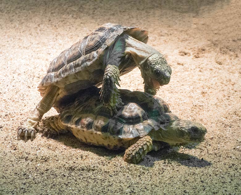 Gesägte Flachschildkröten bei der Paarung am 30. Dezember 2018 im Schaugehege im Großkatzenhaus im Grünen Zoo Wuppertal