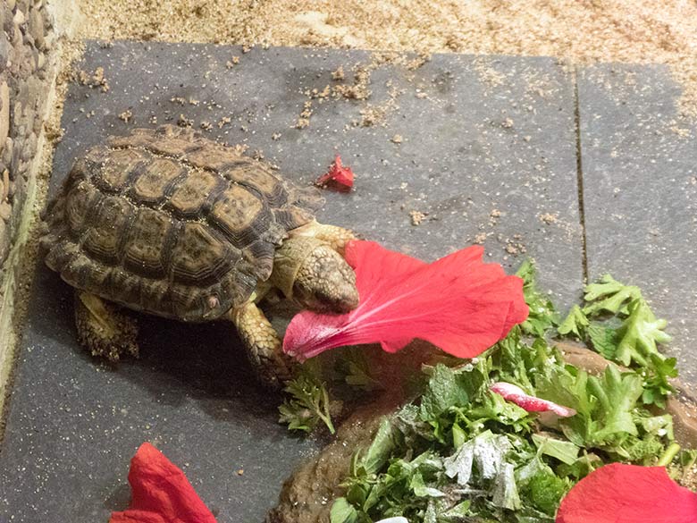 Gesägte Flachschildkröte am 19. Juli 2019 im Schau-Terrarium im Großkatzenhaus im Zoo Wuppertal