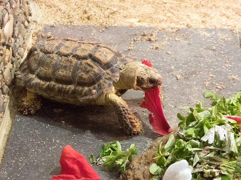 Gesägte Flachschildkröte am 19. Juli 2019 im Schau-Terrarium im Großkatzenhaus im Zoologischen Garten Wuppertal