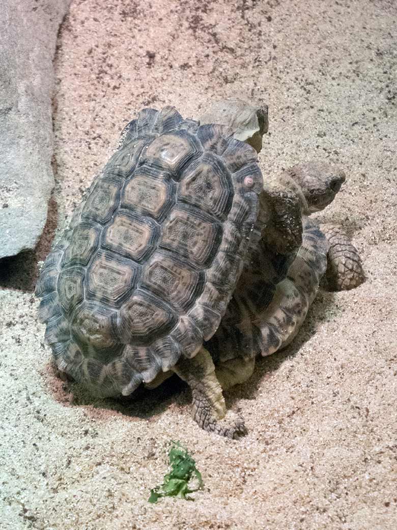 Paarung der Gesägten Flachschildkröten am 4. Januar 2020 in einem Schaugehege im Großkatzen-Haus im Grünen Zoo Wuppertal