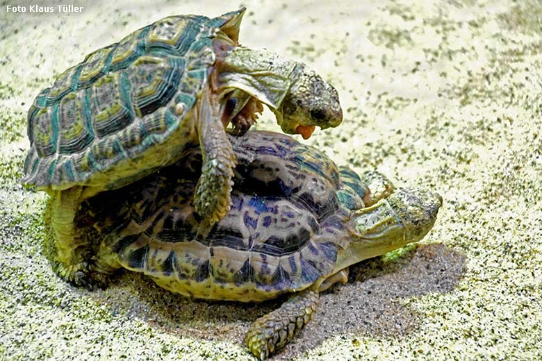 Paarende Gesägte Flachschildkröten am 11. Januar 2020 im Schaugehege im Großkatzen-Haus im Zoologischen Garten der Stadt Wuppertal (Foto Klaus Tüller)