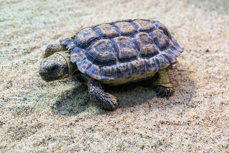 Gesägte Flachschildkröte am 31. August 2022 im Schau-Terrarium im Großkatzen-Haus im Zoologischen Garten der Stadt Wuppertal