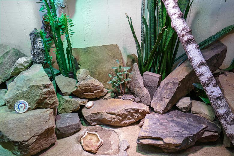 Adulte Gesägte Flachschildkröte am 11. Dezember 2022 im Schau-Terrarium im Großkatzen-Haus im Grünen Zoo Wuppertal
