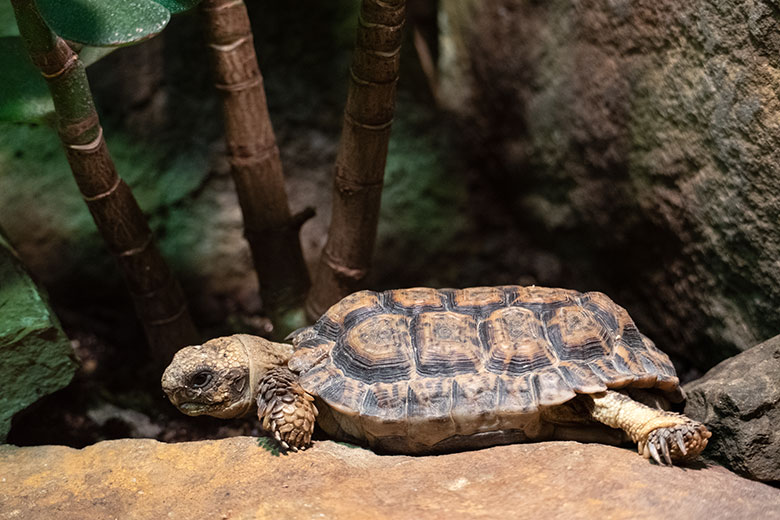 Adulte Gesägte Flachschildkröte am 11. Dezember 2022 im Schau-Terrarium im Großkatzen-Haus im Zoo Wuppertal