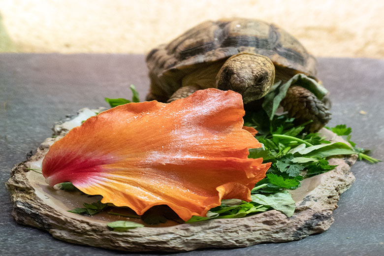 Gesägte Flachschidkröte am 6. April 2023 im Schau-Terrarium im Großkatzen-Haus im Zoologischen Garten Wuppertal