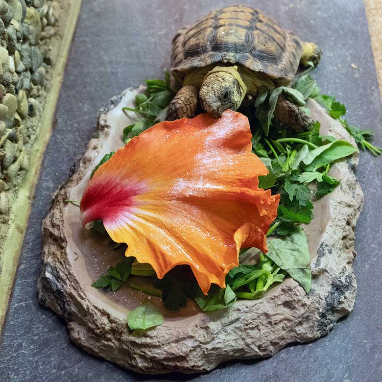 Gesägte Flachschidkröte am 6. April 2023 im Schau-Terrarium im Großkatzen-Haus im Zoo Wuppertal
