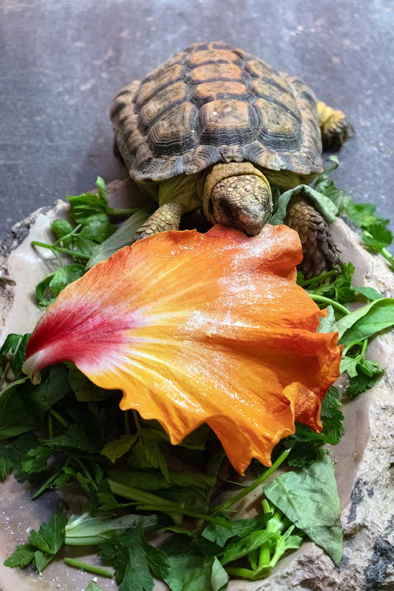 Gesägte Flachschidkröte am 6. April 2023 im Schau-Terrarium im Großkatzen-Haus im Wuppertaler Zoo