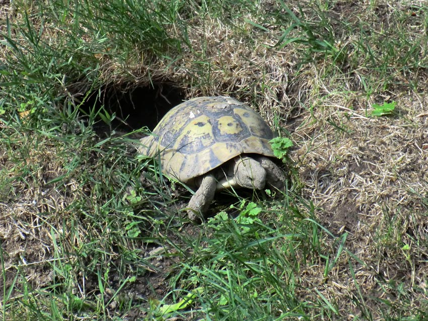 Griechische Landschildkröte im Wuppertaler Zoo im Juni 2011