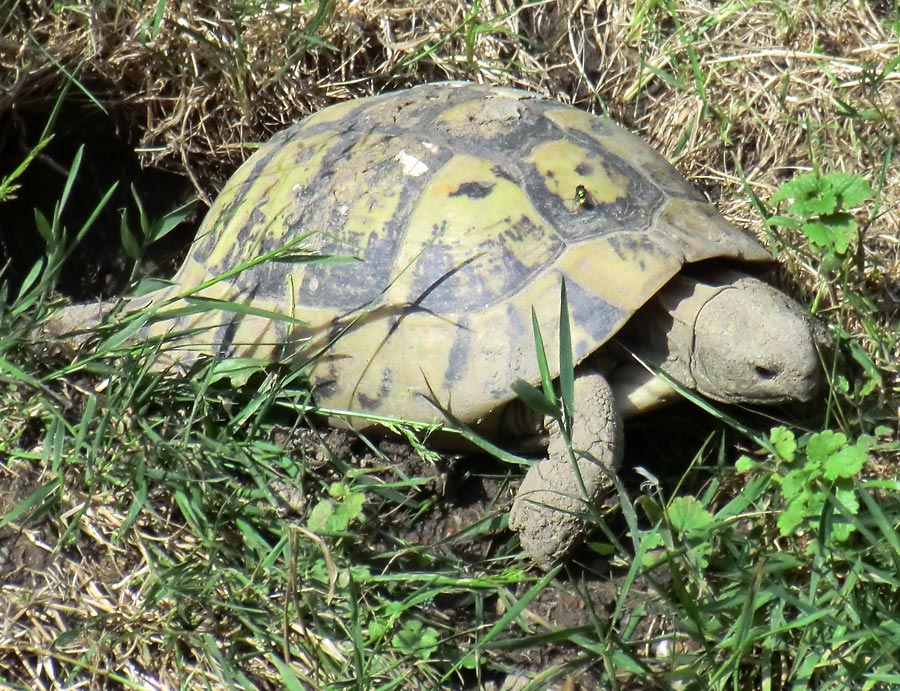 Griechische Landschildkröte im Wuppertaler Zoo im Juni 2011