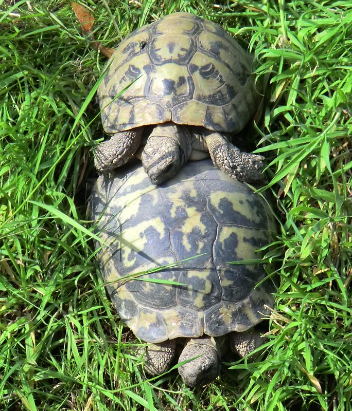 Griechische Landschildkröten im Wuppertaler Zoo im Juni 2011