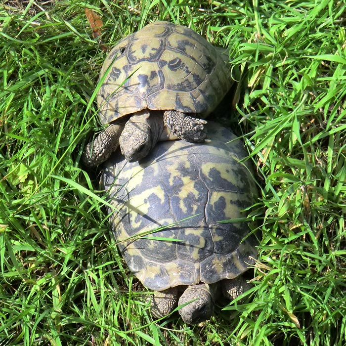 Griechische Landschildkröten im Wuppertaler Zoo im Juni 2011