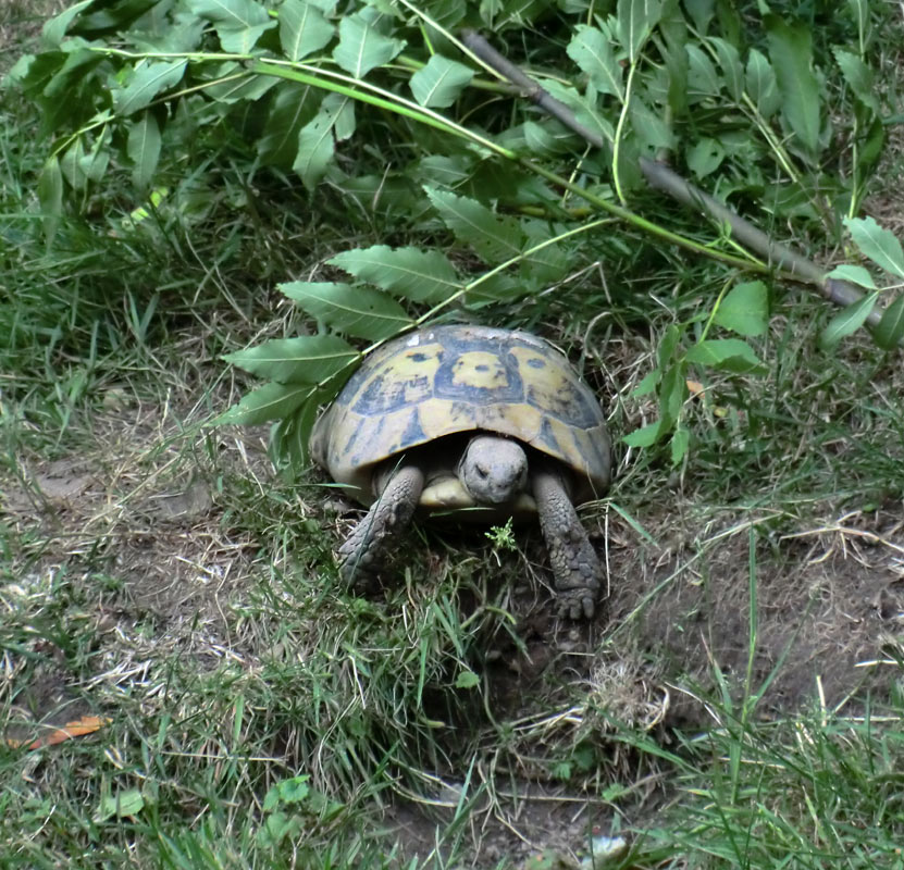 Griechische Landschildkröte im Wuppertaler Zoo im Juni 2011