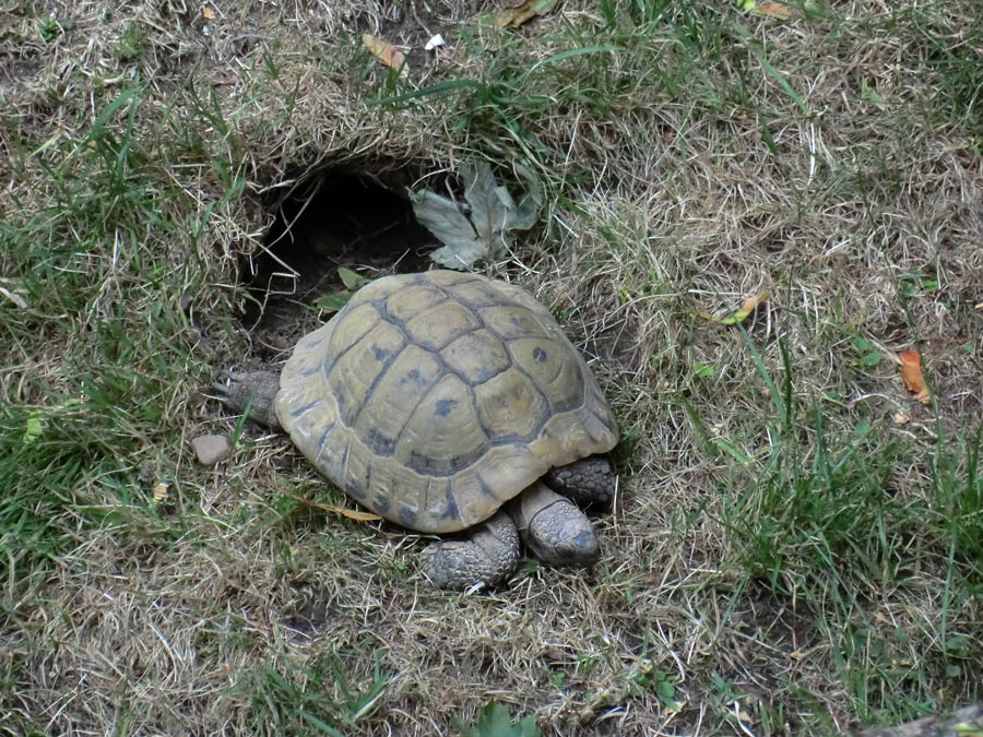 Griechische Landschildkröte im Wuppertaler Zoo im Juni 2011