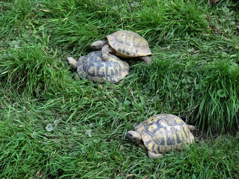 Griechische Landschildkröten im Wuppertaler Zoo im September 2011