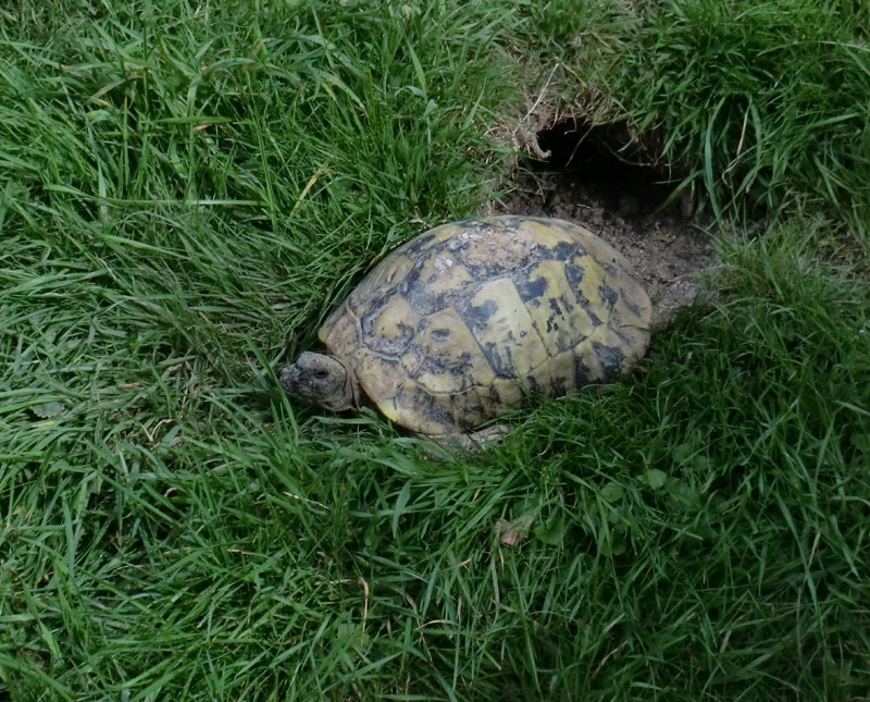 Griechische Landschildkröte im Wuppertaler Zoo im September 2011