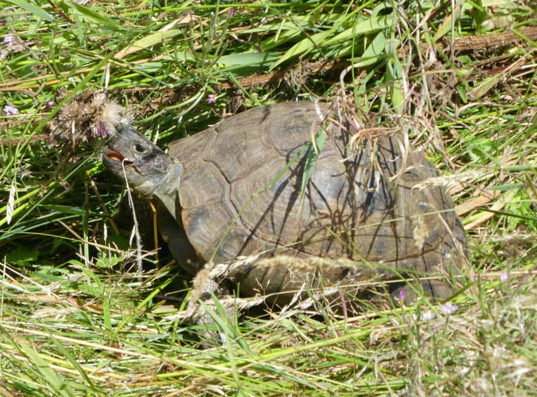 Griechische Landschildkröte am 21. Juli 2017 auf dem Areal für die neue ARALANDIA-Anlage im Zoologischen Garten Wuppertal