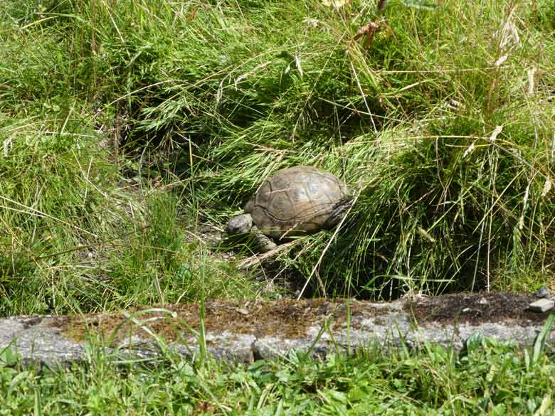 Griechische Landschildkröte am 21. Juli 2017 auf dem Areal für die neue ARALANDIA-Anlage im Wuppertaler Zoo