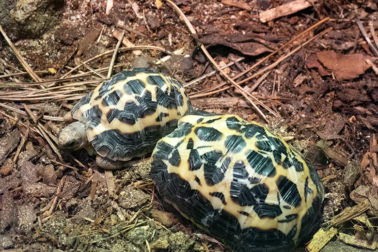 Die beiden neuen Madagassischen Spinnenschildkröten am 16. Oktober 2023 in einem Schaugehege im Terrarium im Grünen Zoo Wuppertal