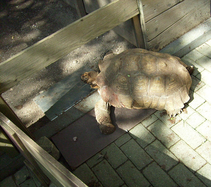 Spornschildkröte im Zoo Wuppertal im August 2008