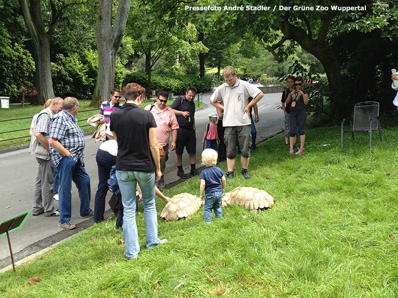 Spornschildkröten zum Anfassen am 30. Juli 2014 im Wuppertaler Zoo (Pressefoto André Stadler - Der Grüne Zoo Wuppertal)