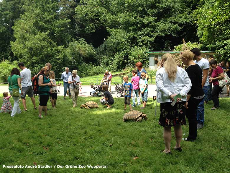 Spornschildkröten zum Anfassen am 30. Juli 2014 im Grünen Zoo Wuppertal (Pressefoto André Stadler - Der Grüne Zoo Wuppertal)