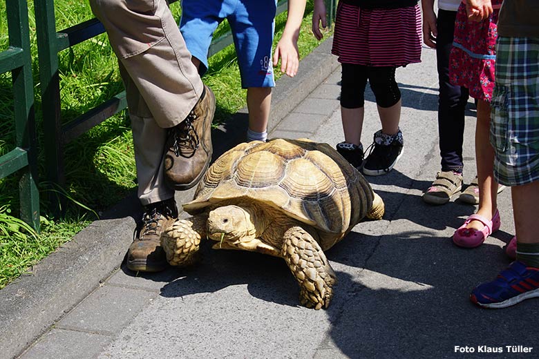 Spornschildkröte am 31. Juli 2014 im Wuppertaler Zoo (Foto Klaus Tüller)