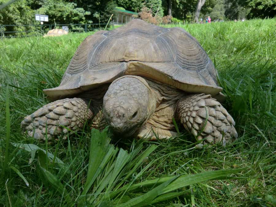 Spornschildkröte im Zoo Wuppertal im Juli 2014