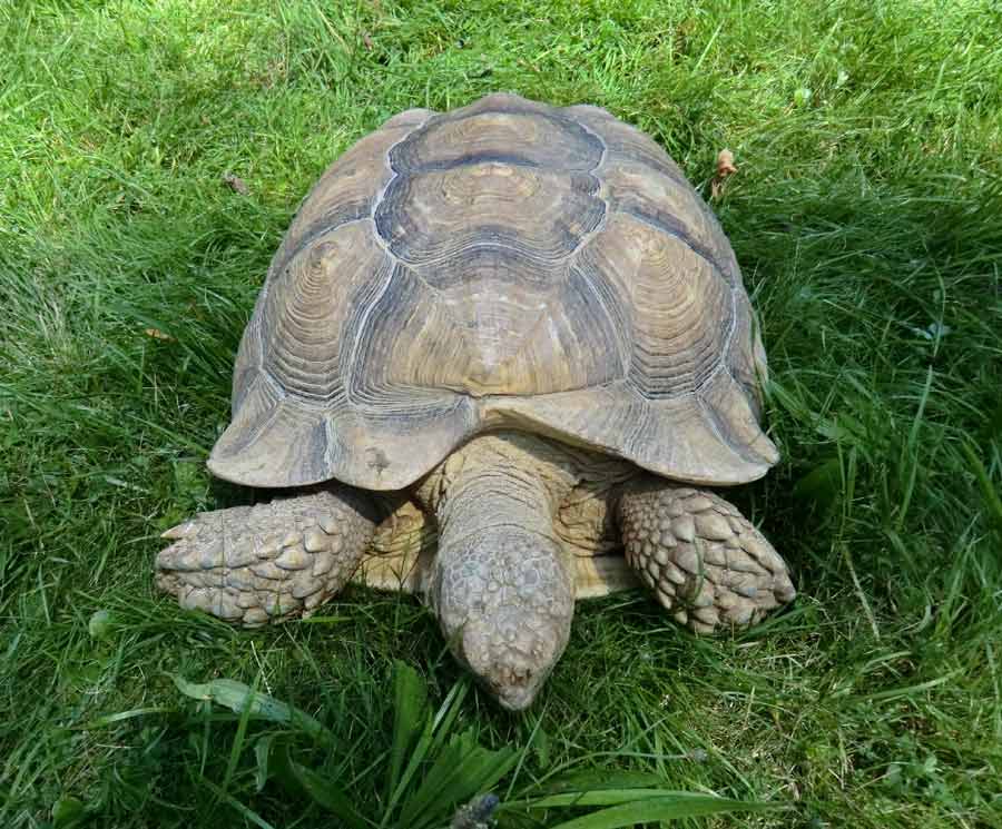 Spornschildkröte im Zoologischen Garten Wuppertal im Juli 2014