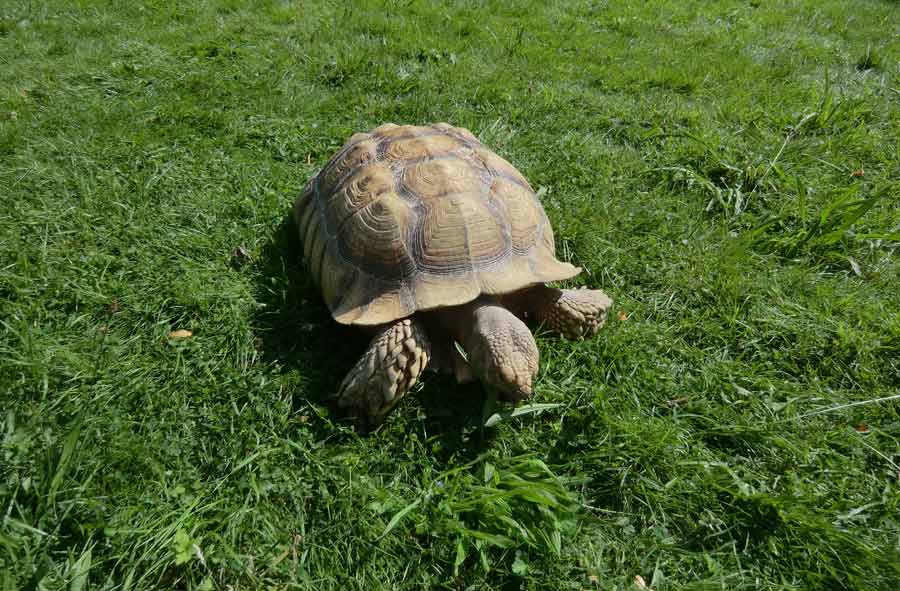 Spornschildkröte im Zoo Wuppertal im Juli 2014