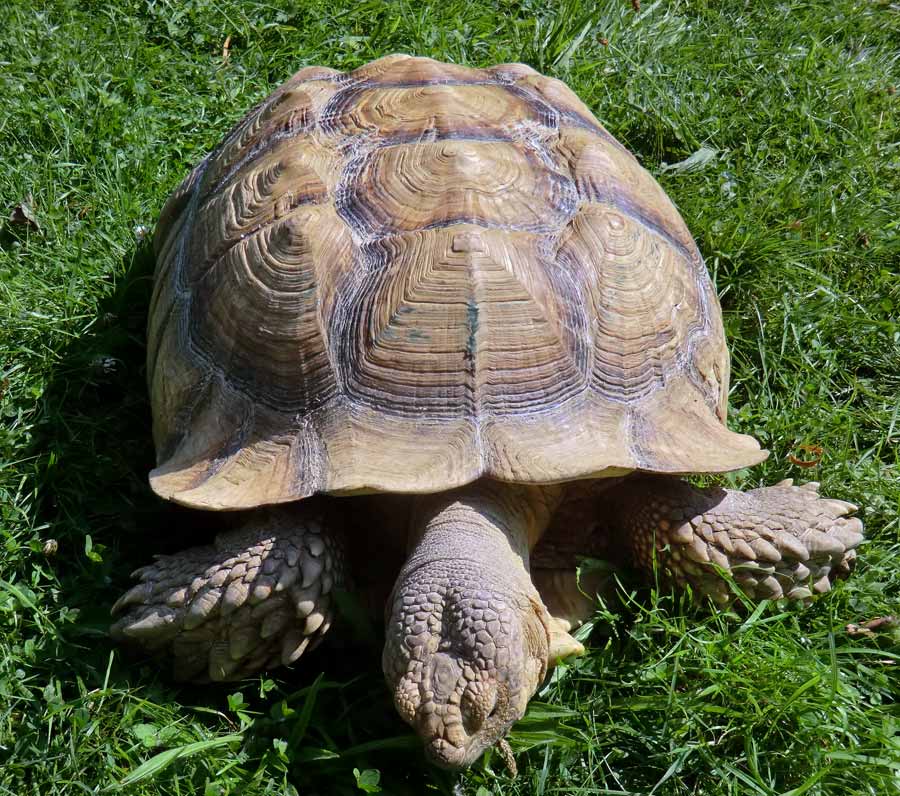 Spornschildkröte im Zoologischen Garten Wuppertal im Juli 2014