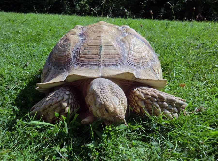 Spornschildkröte im Wuppertaler Zoo im Juli 2014