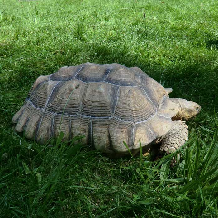 Spornschildkröte im Wuppertaler Zoo im Juli 2014