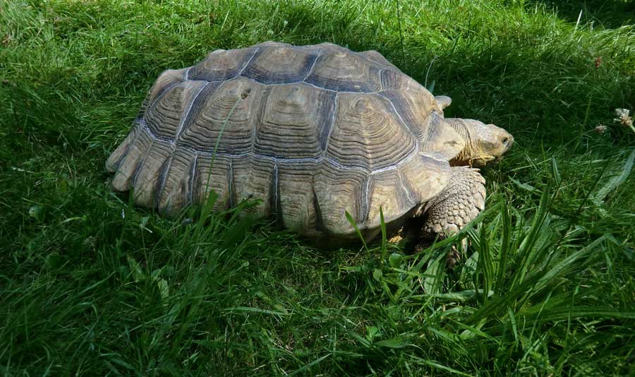 Spornschildkröte im Zoo Wuppertal im Juli 2014