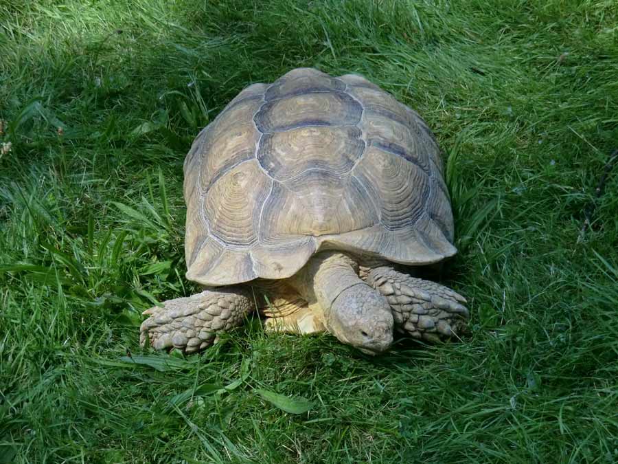 Spornschildkröte im Wuppertaler Zoo im Juli 2014