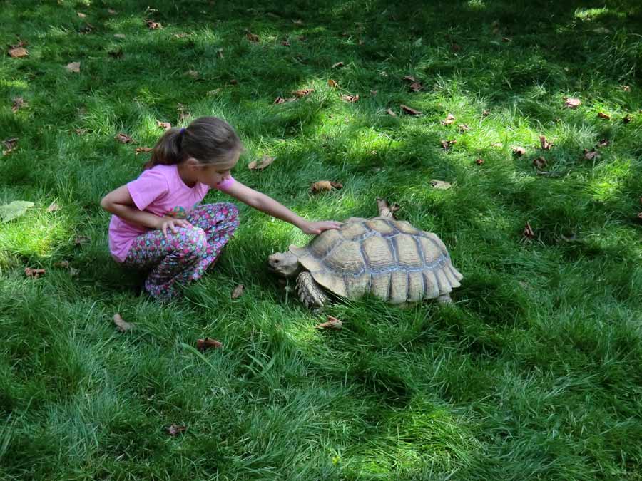 Spornschildkröte im Wuppertaler Zoo im Juli 2014