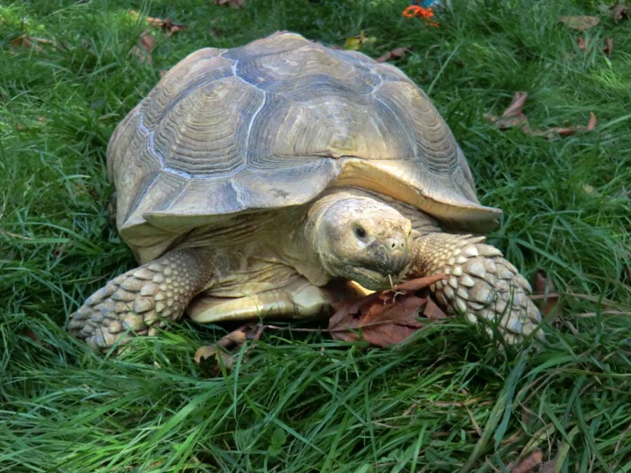 Spornschildkröte im Zoo Wuppertal im Juli 2014