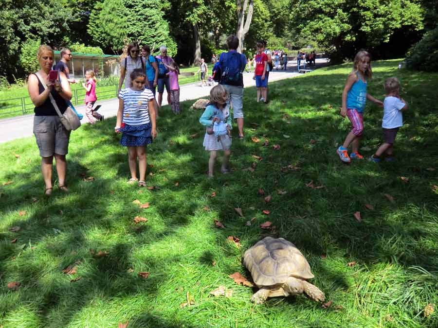 Spornschildkröte im Zoologischen Garten Wuppertal im Juli 2014