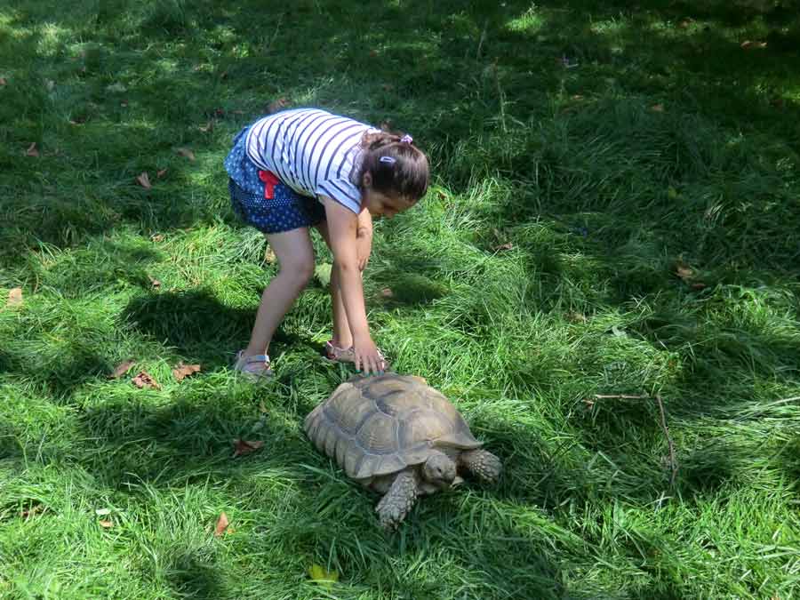 Spornschildkröte im Wuppertaler Zoo im Juli 2014